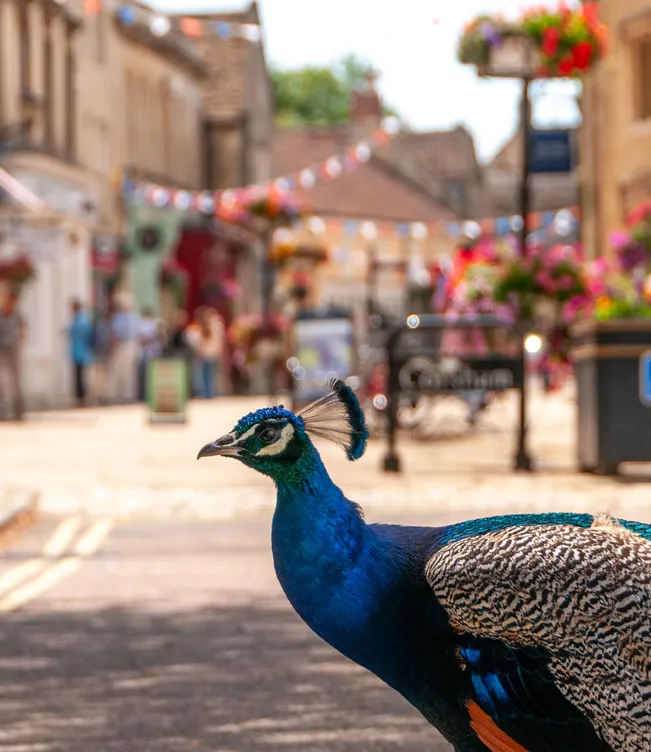 Peacock on Corsham High Street, Wiltshire